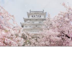 Sakura_Kindness_Center