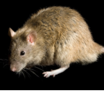 SIR RAT 38 ARMY GROUP