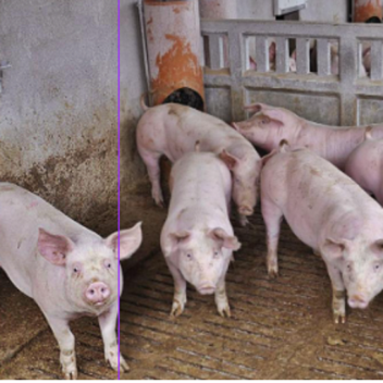 🐖 escapa del consejo de curso [ACTUALIZACION!]