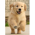 Puppys!!!!!!!!!
