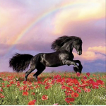 Iris Academy |horse valley|