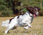 Sparky dog