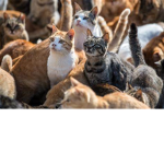 The Army of Helpful Cats Group Thumbnail