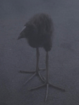 Chirp chirp ssys sigma birdie