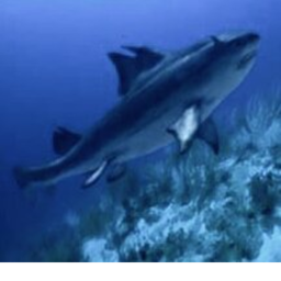 Look at this prehistoric shark