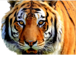 ###### TigerXx