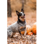 Blueheeler group