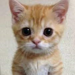 Gato Games