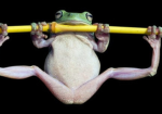 Frog army the 67th