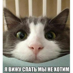 кошки захватили мир icon