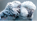 the f.r.e.n.i.d.s