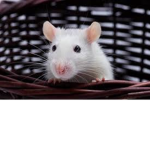 Ze rat kingdom