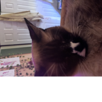 Jeff the Cat.