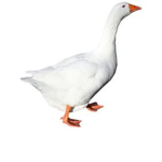 GEESEGANG