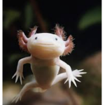 The Axolotl Navy