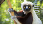 Lemur Armi