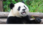 ThePandaMan66's Gang
