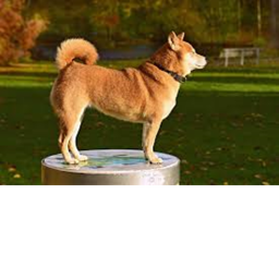 SHIBA RUN iOO VISITS UPDATE