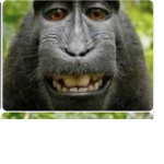 Look gorilla at cool