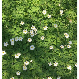 ❀