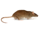 Jks rat