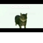 (Cat group)