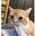 CAT$WRLD
