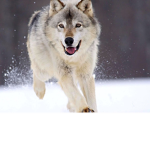 Furry Friends For Life!!