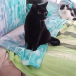 SIAMO GATTI