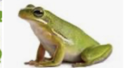 Frog group1