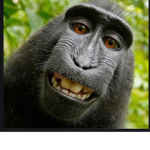 da group of monke