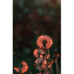 ~Daisy’s Dandelions