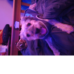 My cool doggo