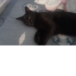 Los gatitoss