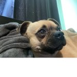 I have a cool dog