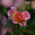 Aesthetic Rose squaad