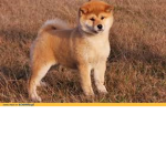 fluffy cloud