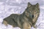 Wolf Lovers 2