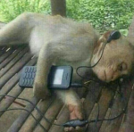 monkeys should pay taxes