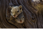 Squirrel Group x