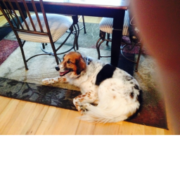 doggo