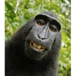MONKEYS OAOAOAOAOAO
