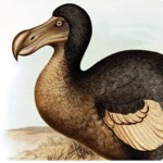 The dodo cult