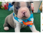 Puppy home!