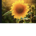 Sunflowers..bebess