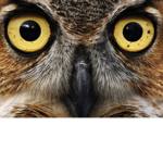OwlZ Army