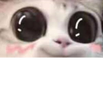 Cat squad gaming