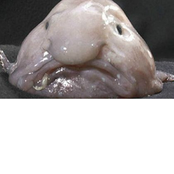 Blob fish Hang out