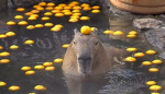 ~capybara pond~