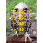 grupito del papu Bv